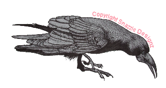 Crow Sketch